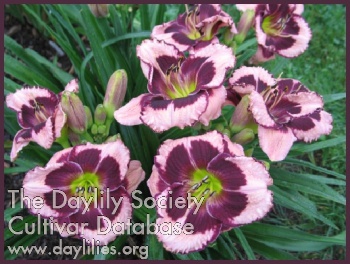 Greywoods Dusty Buds AHS image