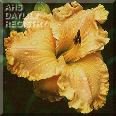 Deanna Pickens AHS image