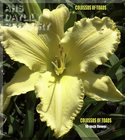Colossus of Toads AHS image