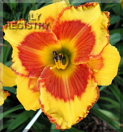 Good Day Sunshine AHS image