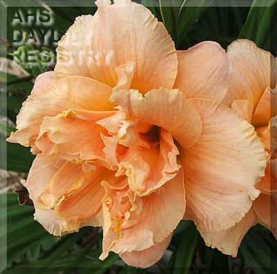 Barbara Newlands AHS image