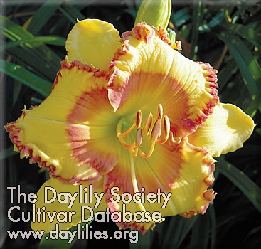 Sunshine All Day AHS image