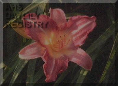 Florham Red Lantern AHS image