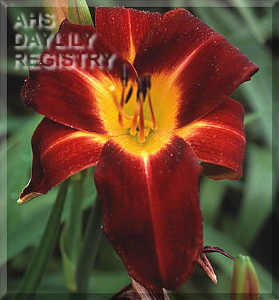 Dark Red Embers