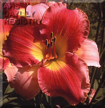 Saratoga Concerto AHS image
