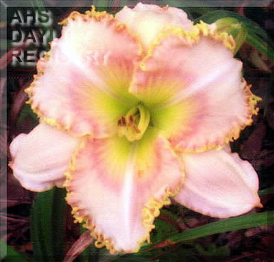 Canoochee King AHS image