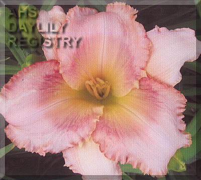 Canoochee Dude AHS image
