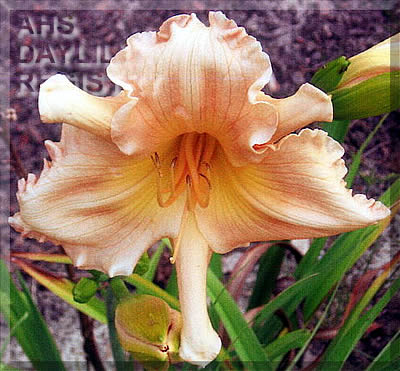 Canoochee Girl AHS image