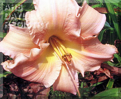 Canoochee Ripper AHS image