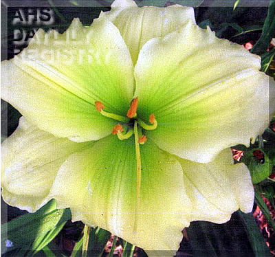 Canoochee Star AHS image