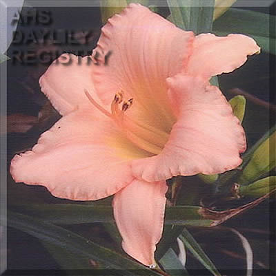 Florham Peaches and Cream AHS image