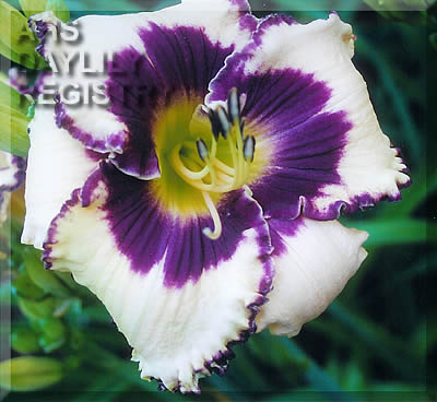 Windham Screaming Carl AHS image