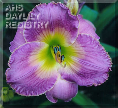 Windham Lavender Dream AHS image
