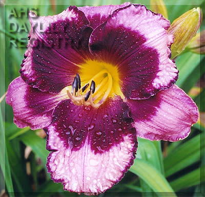 Windham Bold and Beautiful AHS image
