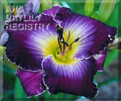 Windham Jungle Nights AHS image