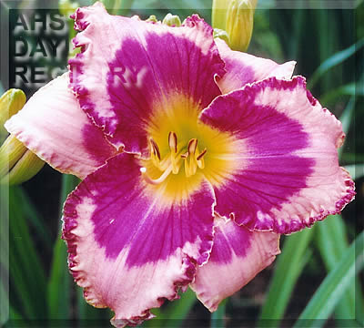 Windham Aphrodite's Nighty AHS image