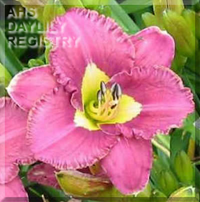 Happenstance AHS image