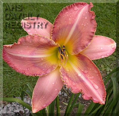 Estrella de Mar