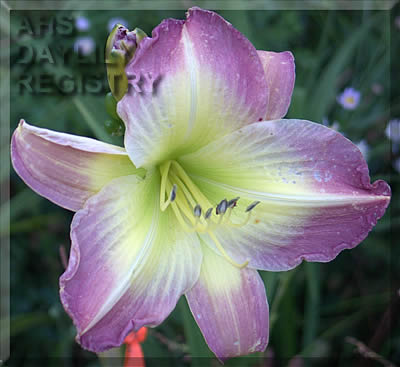Evelyn E. Schaaff AHS image
