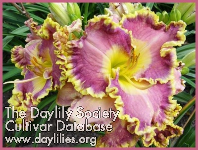 Orchid Gilded Ruffles AHS image