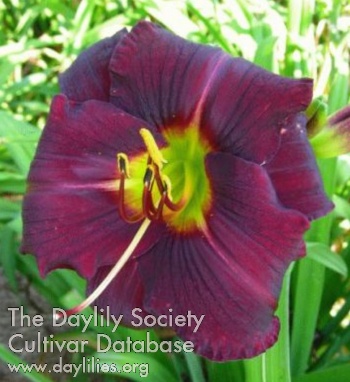Ebony Standard AHS image