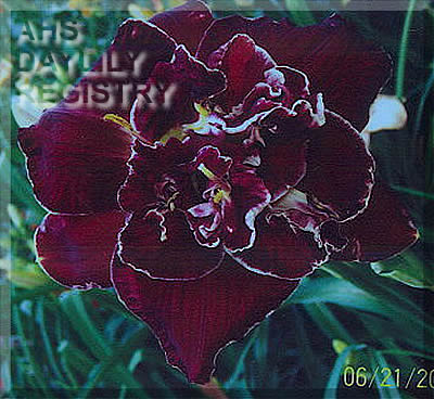 Sympathy for the Devil AHS image