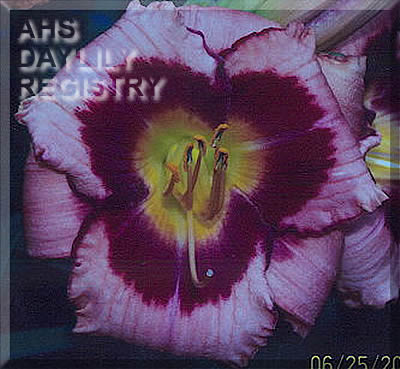 Witchwolf AHS image