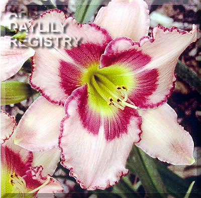 Cocoa Pearl AHS image