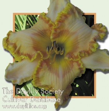 Mango Delight AHS image