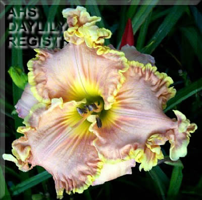 Joan Drummond AHS image