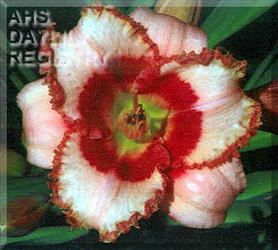 Catspaw Eye Candy