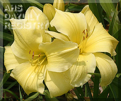 Martha Moore's Burst of Sunshine AHS image