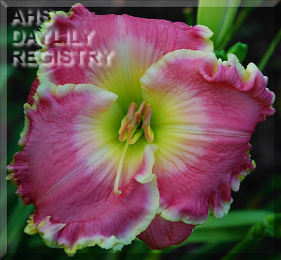 Cosenza AHS image