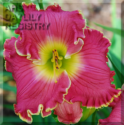 Cerise Beauty AHS image