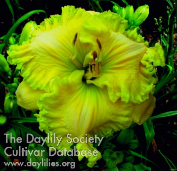 Shamrock Dew AHS image