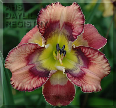 Butterfly Cove AHS image