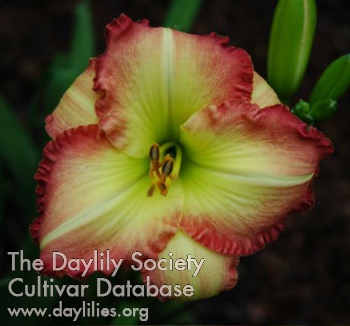 Ruby Border AHS image