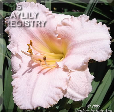 Delicate Lady