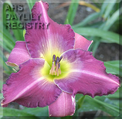 Gene Spinks AHS image