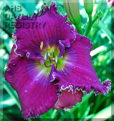 Celestial Shore AHS image