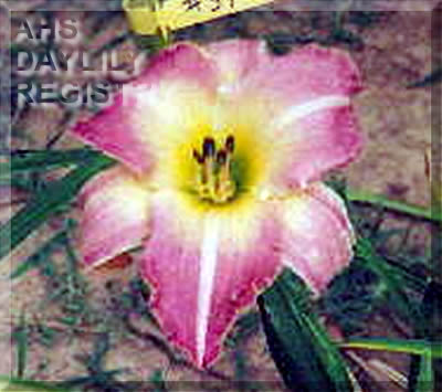 Joseph Hayden AHS image