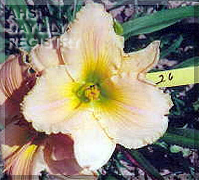 Sylvia Nash AHS image