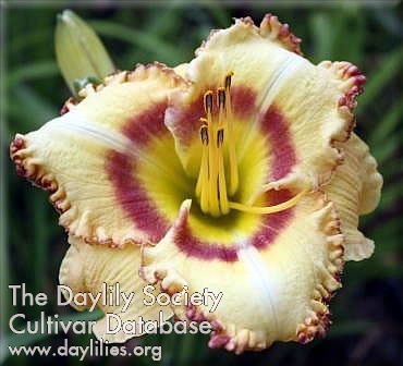 Butterscotch Sensation