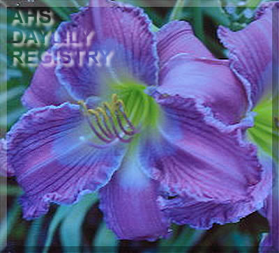 Kim's Violet Eyes AHS image
