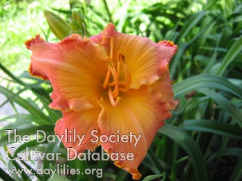 Abilene Flaming Glory AHS image