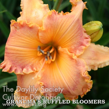 Grandma's Ruffled Bloomers AHS image