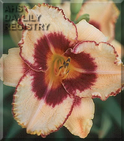National Dancing Eye AHS image