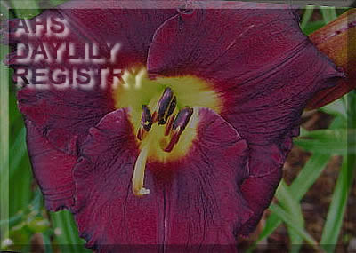 Phillippian Purple AHS image
