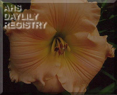 Vanilla Vineyard AHS image