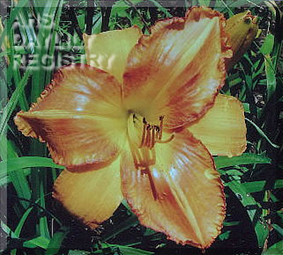 Glenda Schanbacher AHS image
